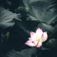 [도매회원] 연꽃 블라썸  프래그런스오일 국내산